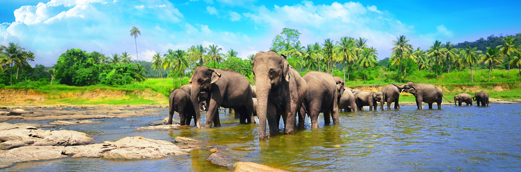 Voyage sur Mesure au Sri Lanka - Agence de Voyage Locale Shanti Travel Sri Lanka