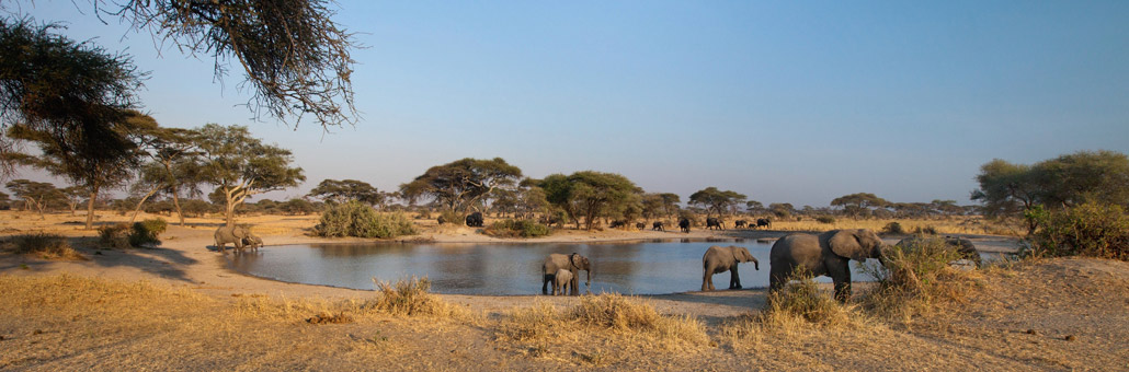 Safari en Tanzanie sur Mesure - Agence de Voyage Locale Afric Aventure
