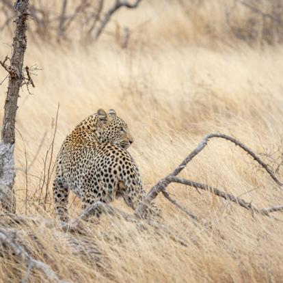 Safari en Afrique du Sud - Agence de Voyage Locale Biwakwango