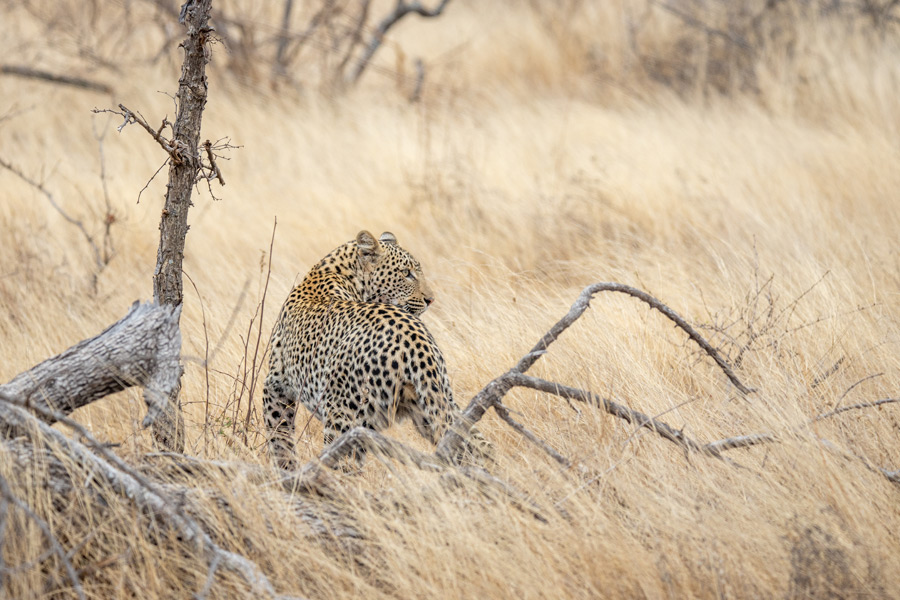 Safari en Afrique du Sud - Agence de Voyage Locale Biwakwango