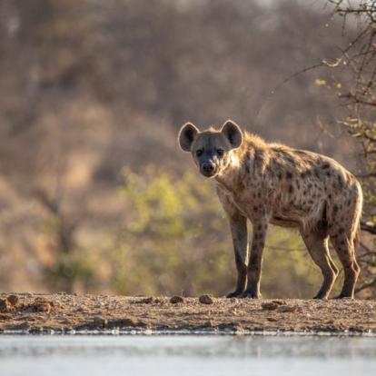 Safari en Afrique du Sud - Agence de Voyage Locale SA Travellers