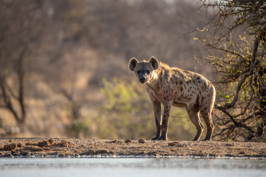 Safari en Afrique du Sud - Agence de Voyage Locale SA Travellers