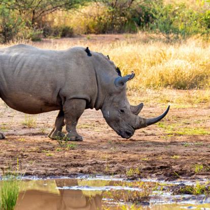 Safari en Afrique du Sud - Agence de Voyage Locale SA Travellers