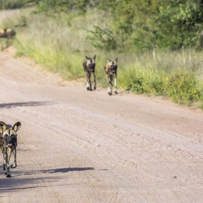 Voyage en Afrique du Sud - Agence de Voyage Locale Terra South Africa