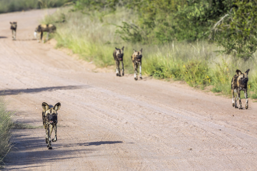 Voyage en Afrique du Sud - Agence de Voyage Locale Terra South Africa