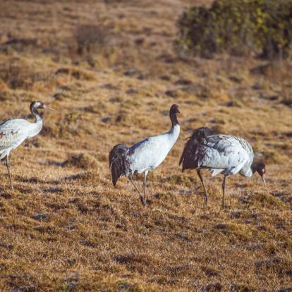 Voyage au Bhoutan - Agence de Voyage Locale Bhutan Travel Gate