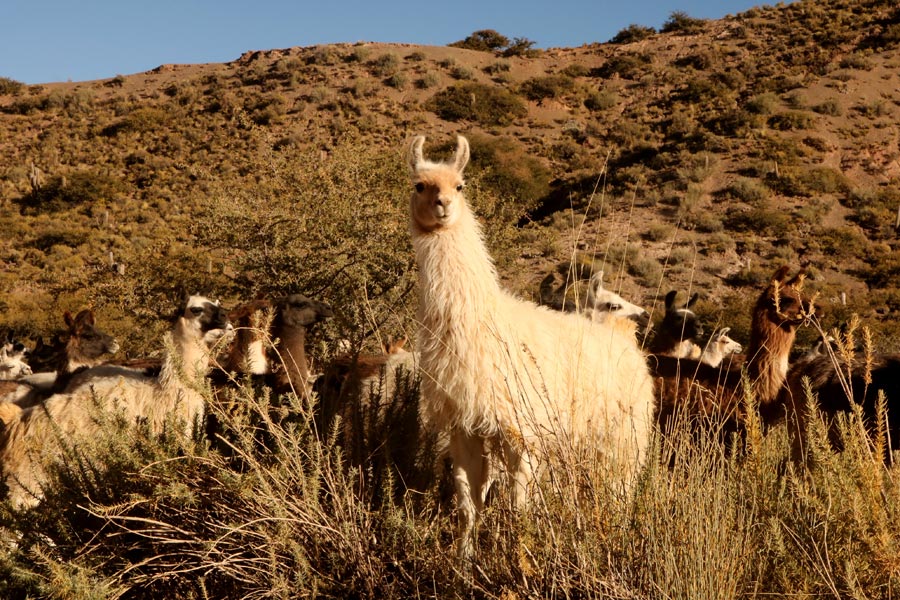 Voyage en Bolivie - Agence de Voyage Locale Terra Bolivia