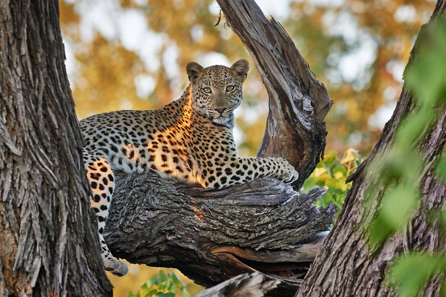 Voyage au Botswana - Agence de Voyage Locale Biwakwango