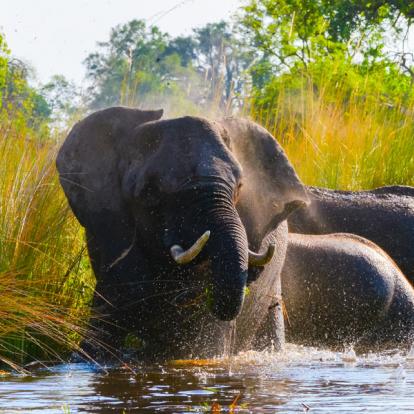 Okavango Voyage au Botswana - Agence de Voyage Locale Biwakwango