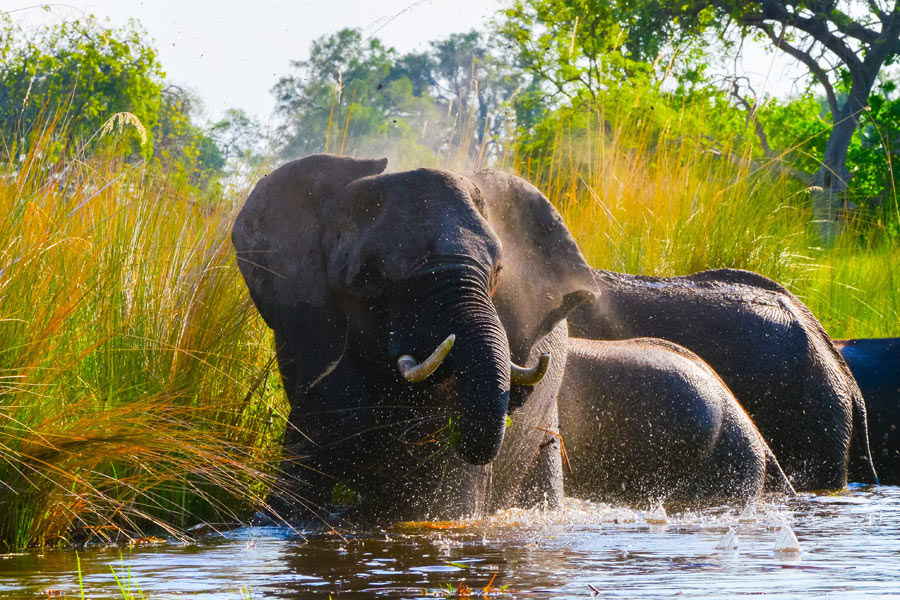 Voyage au Botswana - Agence de Voyage Locale Biwakwango