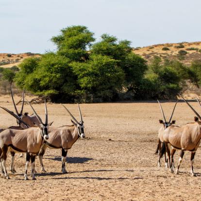 Parc National Kgalagadi Transfrontier Voyage et Safari au Botswana - Agence de Voyage Locale Sikiliza Botswana
