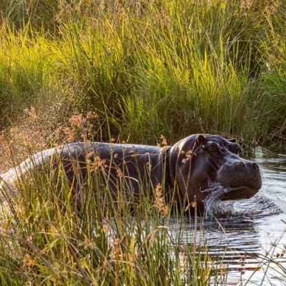 Marais de Linyanti Voyage et Safari au Botswana - Agence de Voyage Locale Sikiliza Botswana