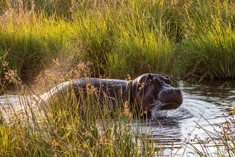 Voyage et Safari au Botswana - Agence de Voyage Locale Sikiliza Botswana