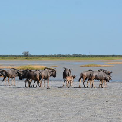 Makgadikgadi pan Voyage et Safari au Botswana - Agence de Voyage Locale Sikiliza Botswana
