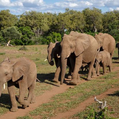 Mashatu Game Reserve - Tuli Block Voyage et Safari au Botswana - Agence de Voyage Locale Sikiliza Botswana