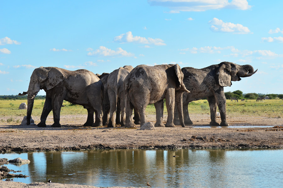 Voyage et Safari au Botswana - Agence de Voyage Locale Sikiliza Botswana