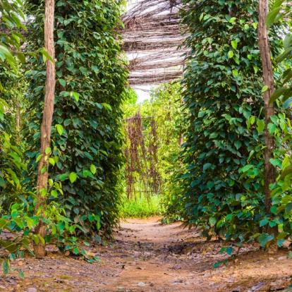 Voyage au Cambodge - Agence de Voyage Locale Terre Cambodge