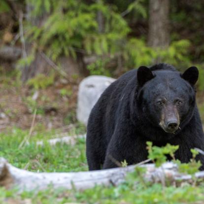 Voyage au Canada - Agence de Voyage Locale Altaï Canada