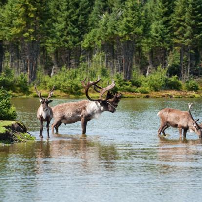 Voyage au Canada - Agence de Voyage Locale Altaï Canada
