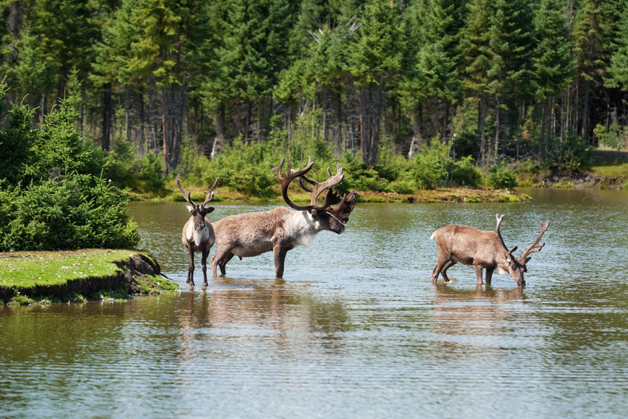 Voyage au Canada - Agence de Voyage Locale Altaï Canada