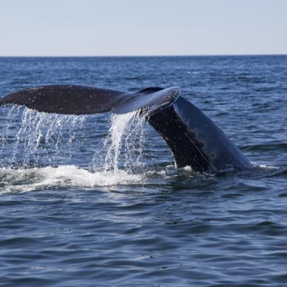 Voyage au Québec - Agence de Voyage Locale Aventures 3000
