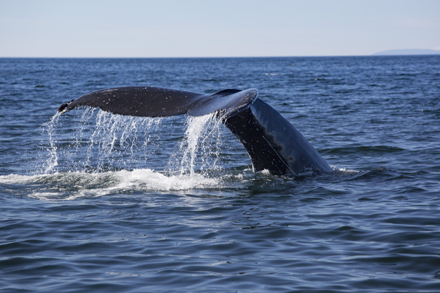 Voyage au Québec - Agence de Voyage Locale Aventures 3000