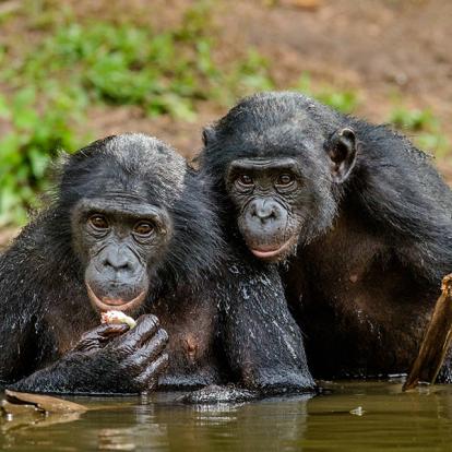 Voyage au Congo - Agence de Voyage Locale Danico Tours