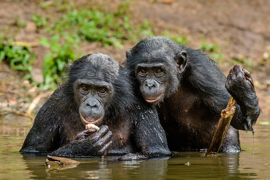 Voyage au Congo - Agence de Voyage Locale Danico Tours