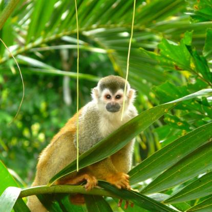 Voyage au Costa Rica - Agence de Voyage Locale Imagenes Tropicales