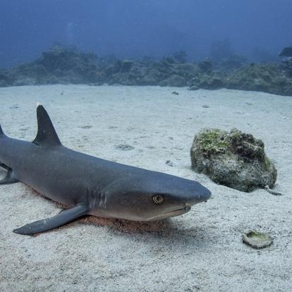 Voyage au Costa Rica - Agence de Voyage Locale Trio de Turismo
