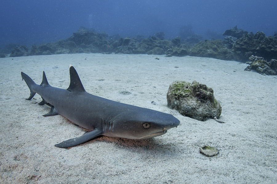 Voyage au Costa Rica - Agence de Voyage Locale Trio de Turismo