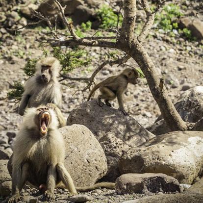 Voyage à Djibouti - Agence de Voyage Locale JM Tours & Global Nomad