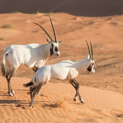 Arabian Oryx Voyage aux Emirats Arabes Unis et à Dubaï - Agence de Voyage Locale Adonis Travel Dubaï