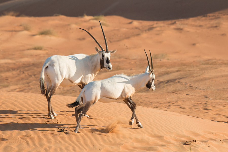 Arabian Oryx Voyage aux Emirats Arabes Unis et à Dubaï - Agence de Voyage Locale Adonis Travel Dubaï