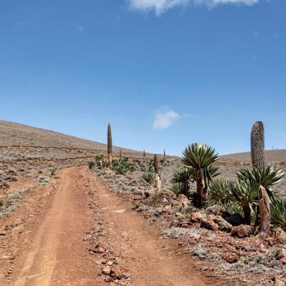 Voyage en Ethiopie - Agence de Voyage Locale Aisha Tours Ethiopia