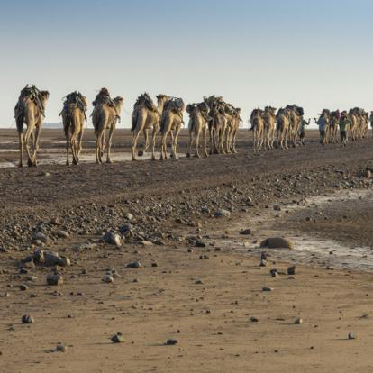 Voyage en Ethiopie - Agence de Voyage Locale Aisha Tours Ethiopia