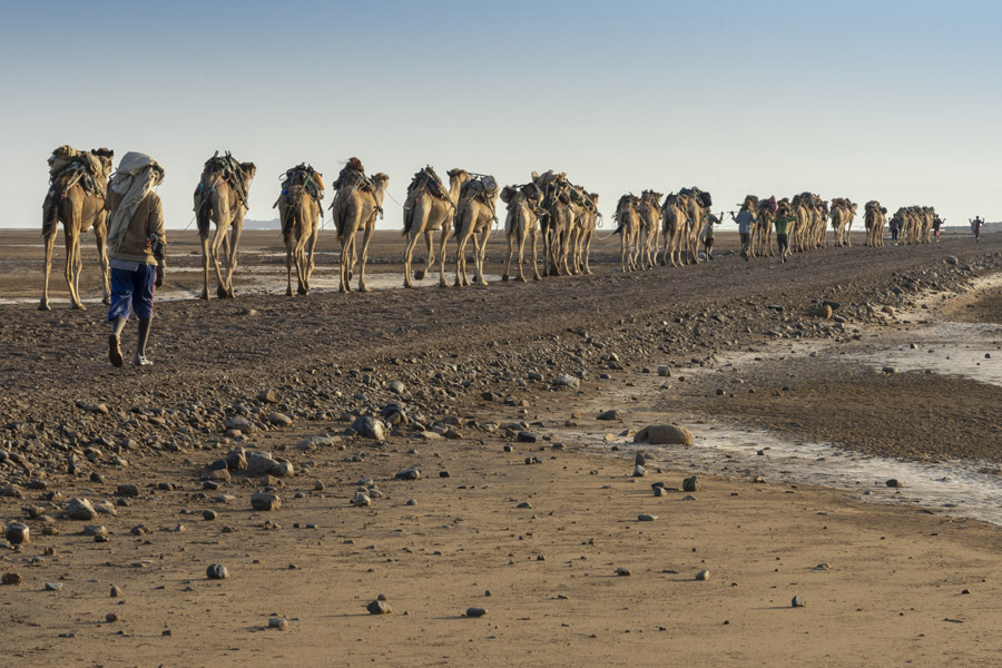 Voyage en Ethiopie - Agence de Voyage Locale Aisha Tours Ethiopia