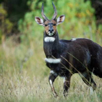 Voyage en Ethiopie - Agence de Voyage Locale Aisha Tours Ethiopia