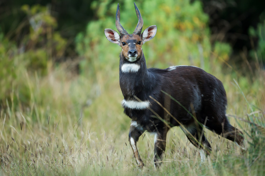 Voyage en Ethiopie - Agence de Voyage Locale Aisha Tours Ethiopia