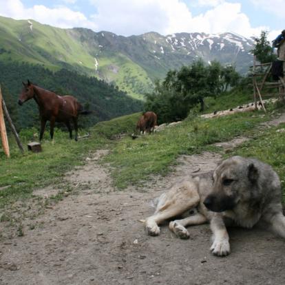 Voyage en Géorgie - Agence de Voyage Locale Caucasus Trekking Company