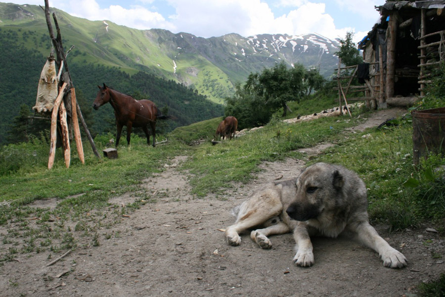 Voyage en Géorgie - Agence de Voyage Locale Caucasus Trekking Company