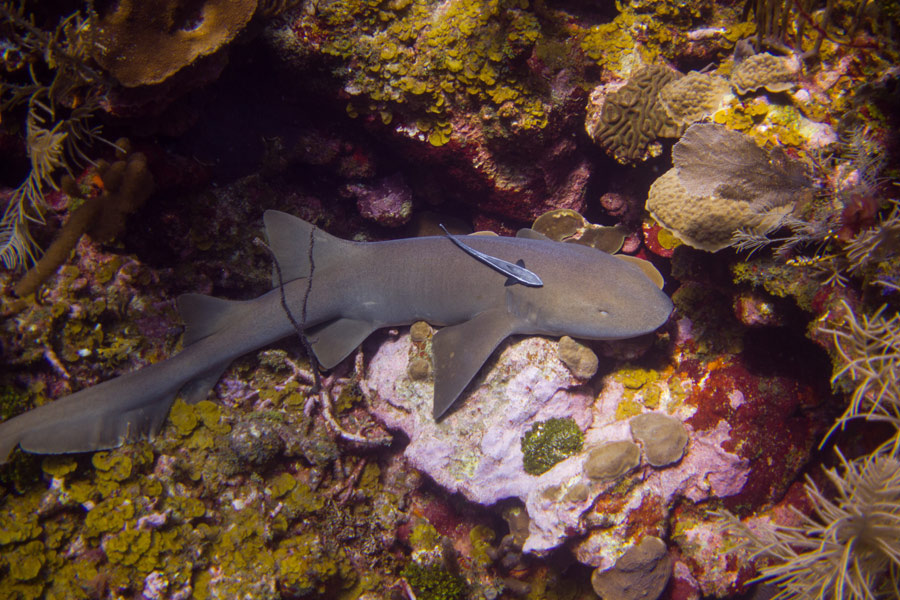 Voyage au Honduras - Agence de Voyage Locale Mayan Zone