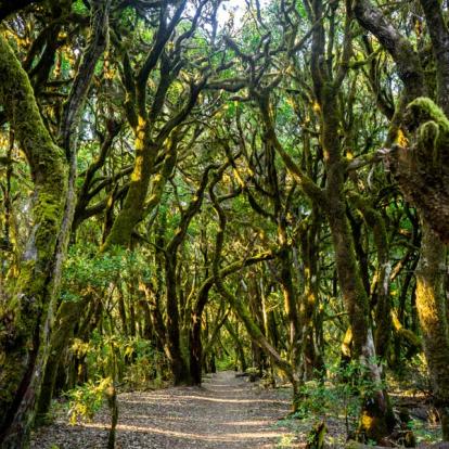 La Gomera - Parc National de Garajonay Voyage aux Iles Canaries - Agence de Voyage Locale Lanzatour Canarias