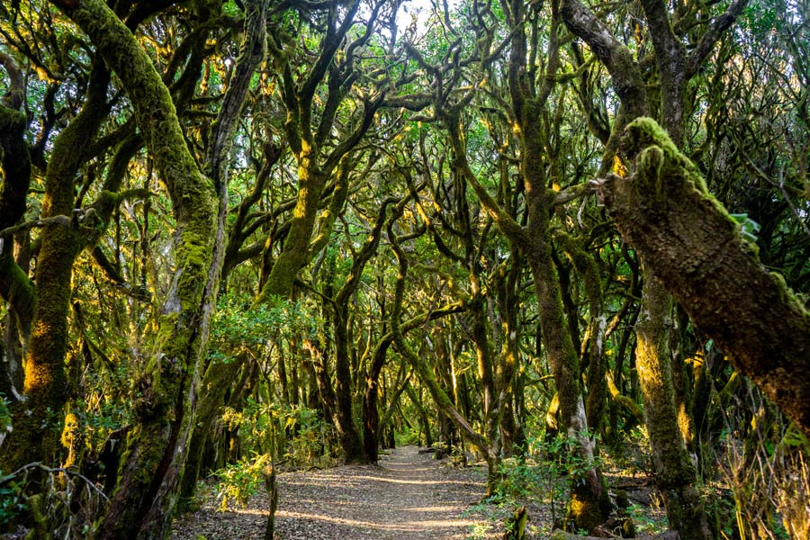Voyage aux Iles Canaries - Agence de Voyage Locale Lanzatour Canarias