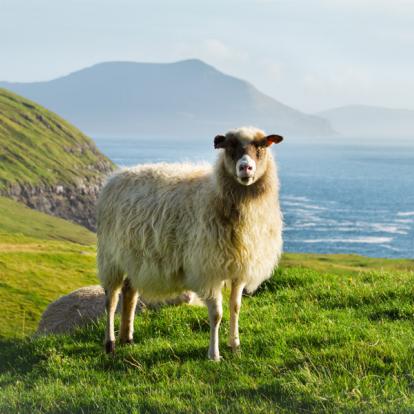 Voyage aux Iles Féroé - Agence de Voyage Locale V·O·S