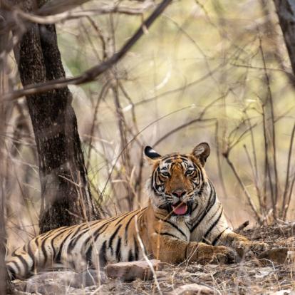 Voyage en Inde - Agence de Voyage Locale Shanti Travel