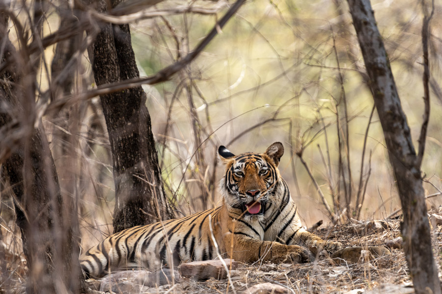 Voyage en Inde - Agence de Voyage Locale Shanti Travel