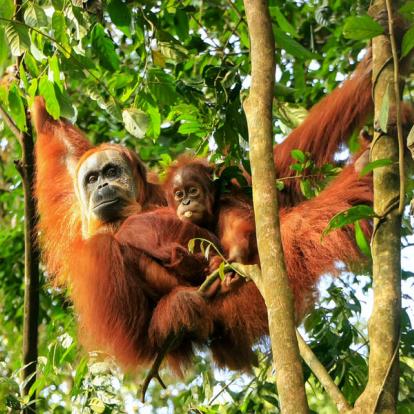 Sumatra - Parc National Gunung Leuser Voyage en Indonésie - Agence de Voyage Shanti Travel