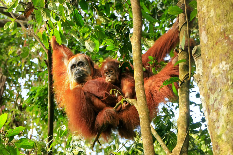 Sumatra - Parc National Gunung Leuser Voyage en Indonésie - Agence de Voyage Shanti Travel
