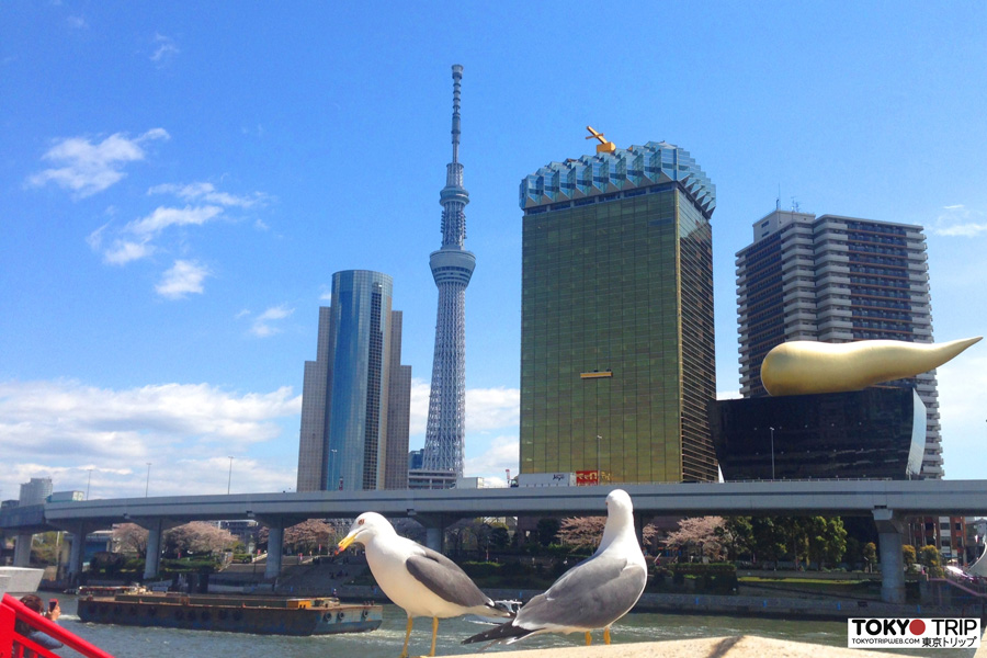 Voyage au Japon - Guide Professionnel / Tokyo Trip